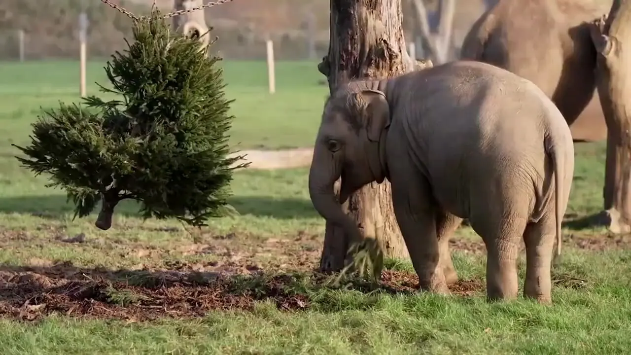 حیوانات باغ وحش از غذاهای ویژه کریسمس لذت بردند 1 حیوانات باغ وحش از غذاهای ویژه کریسمس لذت بردند