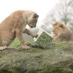 حیوانات وحشی نیز به استقبال کریسمس رفتند