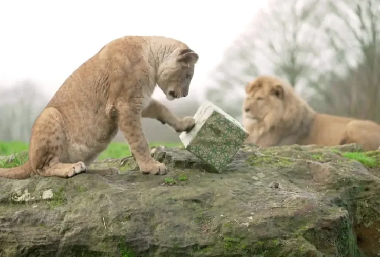 حیوانات وحشی نیز به استقبال کریسمس رفتند 24 حیوانات وحشی نیز به استقبال کریسمس رفتند