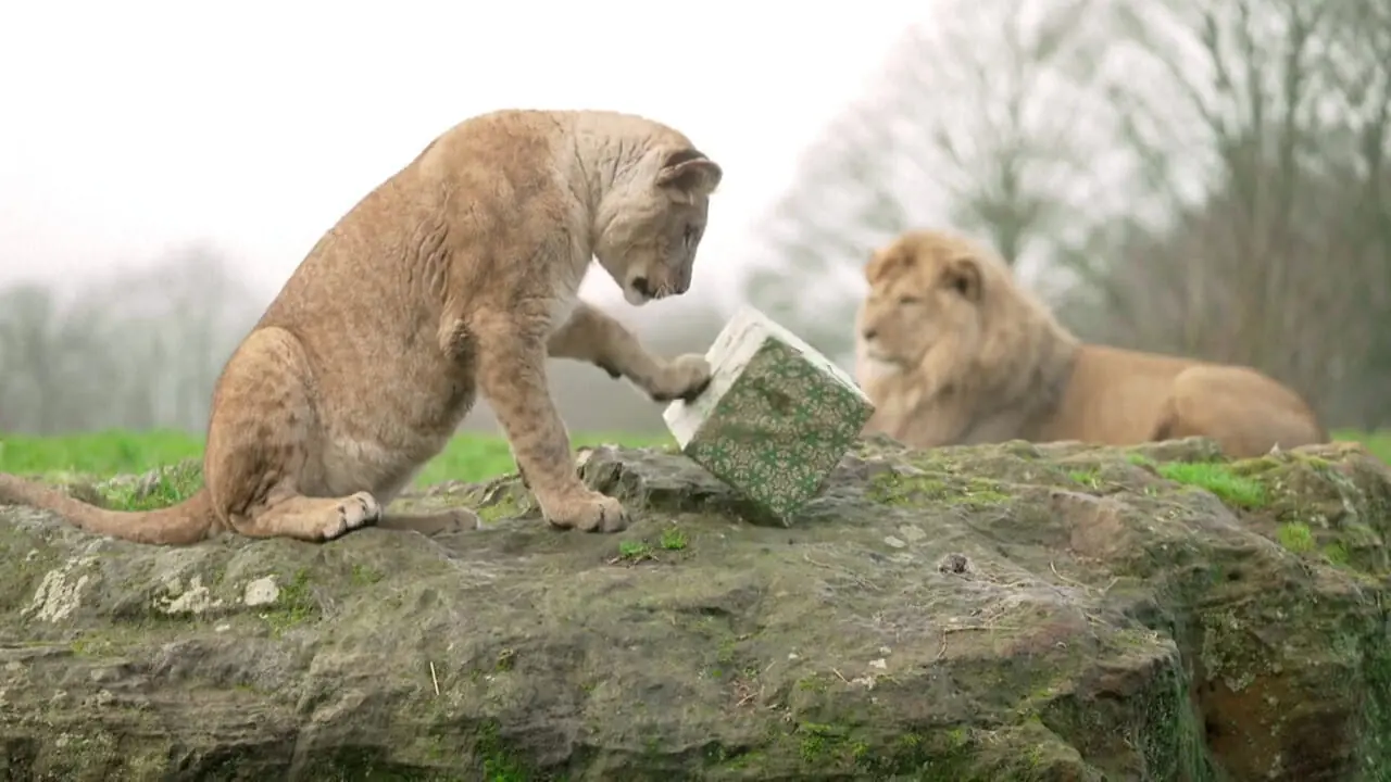 حیوانات وحشی نیز به استقبال کریسمس رفتند 1 حیوانات وحشی نیز به استقبال کریسمس رفتند