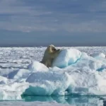 خرس قطبی از سر خوردن در برف لذت می برد