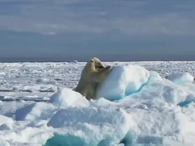 خرس قطبی از سر خوردن در برف لذت می برد 8 خرس قطبی از سر خوردن در برف لذت می برد