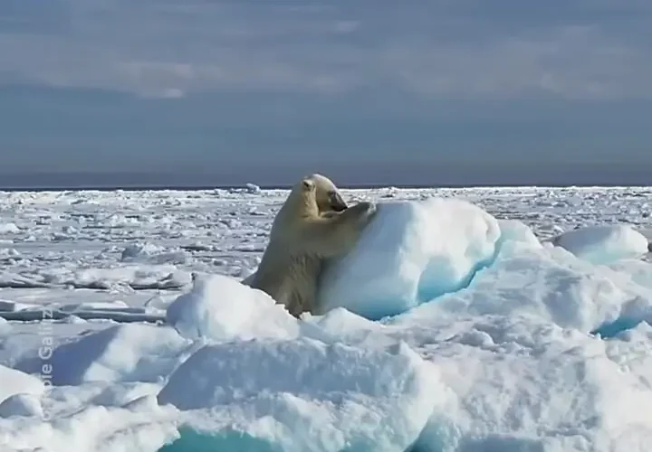 خرس قطبی از سر خوردن در برف لذت می برد