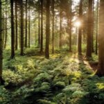 درختان چگونه با یکدیگر صحبت می کنند؟