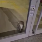 دزد گربه دزدگیر بانک را دزدید