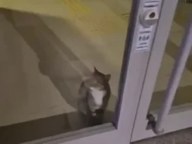 دزد گربه دزدگیر بانک را دزدید