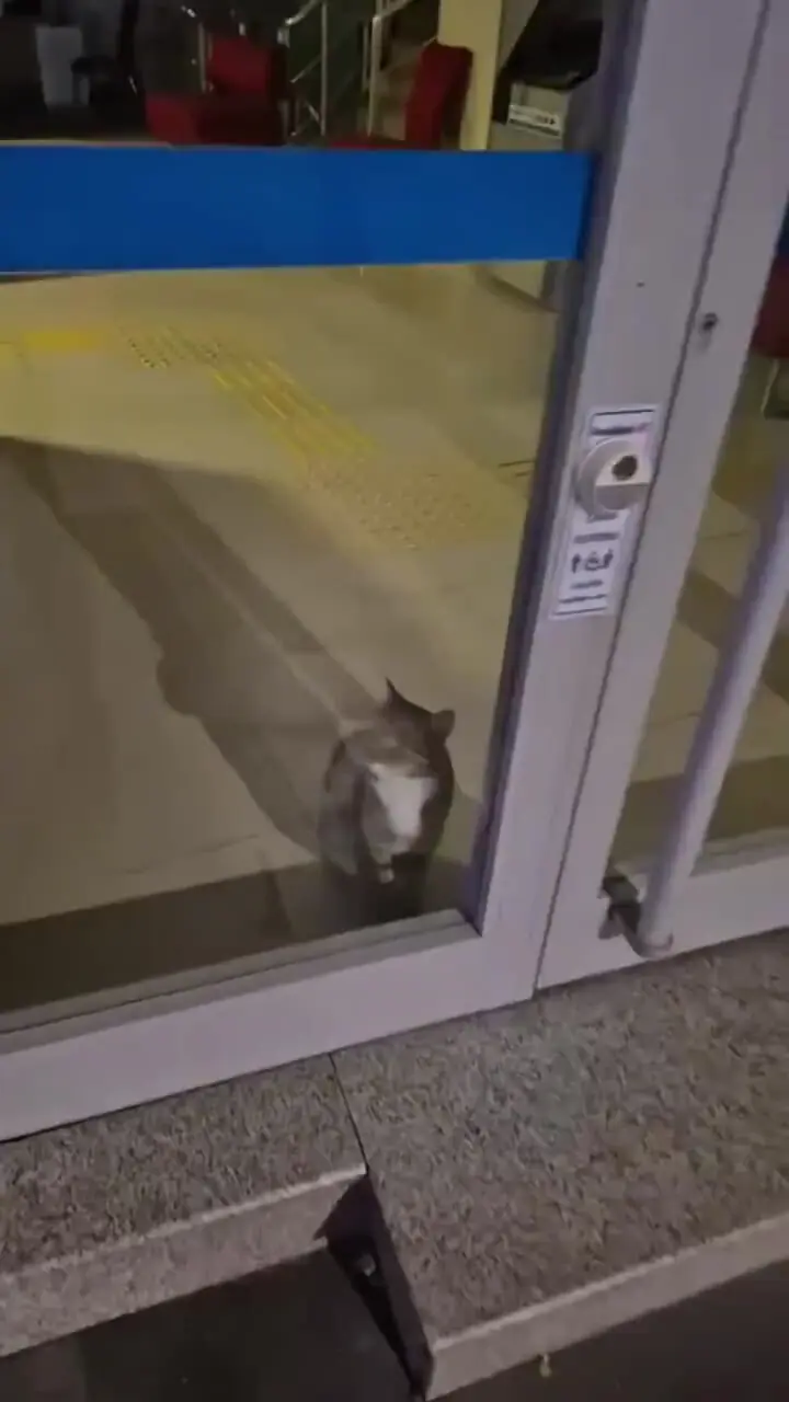 دزد گربه دزدگیر بانک را دزدید