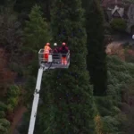 رونمایی از بلندترین درخت کریسمس جهان