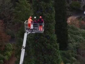 رونمایی از بلندترین درخت کریسمس جهان 9 رونمایی از بلندترین درخت کریسمس جهان