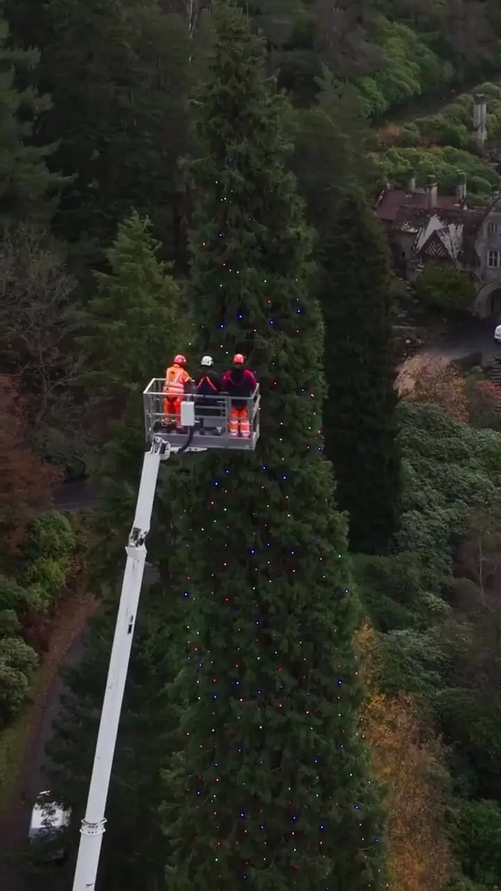 رونمایی از بلندترین درخت کریسمس جهان