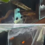 زلزله شدید در ژاپن؛ آکواریوم ها تکان خوردند