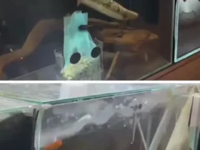 زلزله شدید در ژاپن؛ آکواریوم ها تکان خوردند