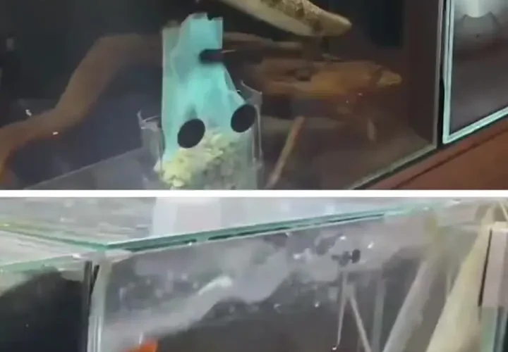 زلزله شدید در ژاپن؛ آکواریوم ها تکان خوردند 12 زلزله شدید در ژاپن؛ آکواریوم ها تکان خوردند