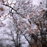 زمستان 1404: عاشقانه احسان علیخانی با "درد و نفرین"