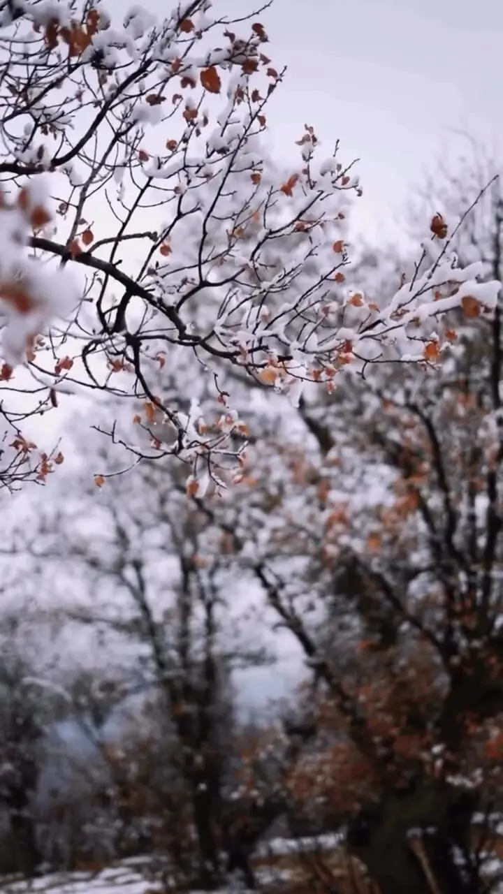 زمستان 1404: عاشقانه احسان علیخانی با "درد و نفرین"