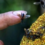 زنبورهای بدون نیش، اولین حشرات با حقوق قانونی