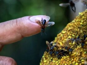 زنبورهای بدون نیش، اولین حشرات با حقوق قانونی 8 زنبورهای بدون نیش، اولین حشرات با حقوق قانونی