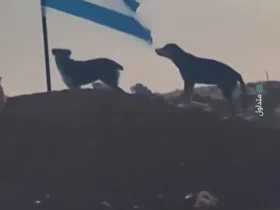 سگ ولگرد پرچم اسرائیل را پاره کرد