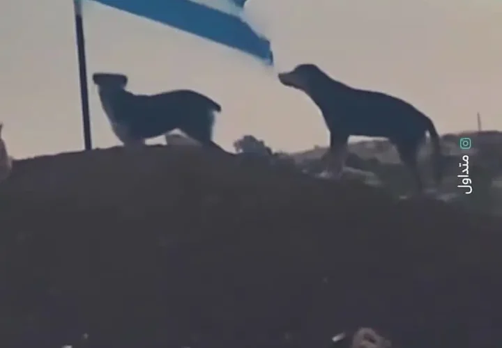 سگ ولگرد پرچم اسرائیل را پاره کرد