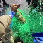 سگ گرفتار شده در تورهای ضد پهپاد را نجات دهید