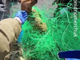 سگ گرفتار شده در تورهای ضد پهپاد را نجات دهید 9 سگ گرفتار شده در تورهای ضد پهپاد را نجات دهید