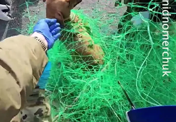 سگ گرفتار شده در تورهای ضد پهپاد را نجات دهید 18 سگ گرفتار شده در تورهای ضد پهپاد را نجات دهید