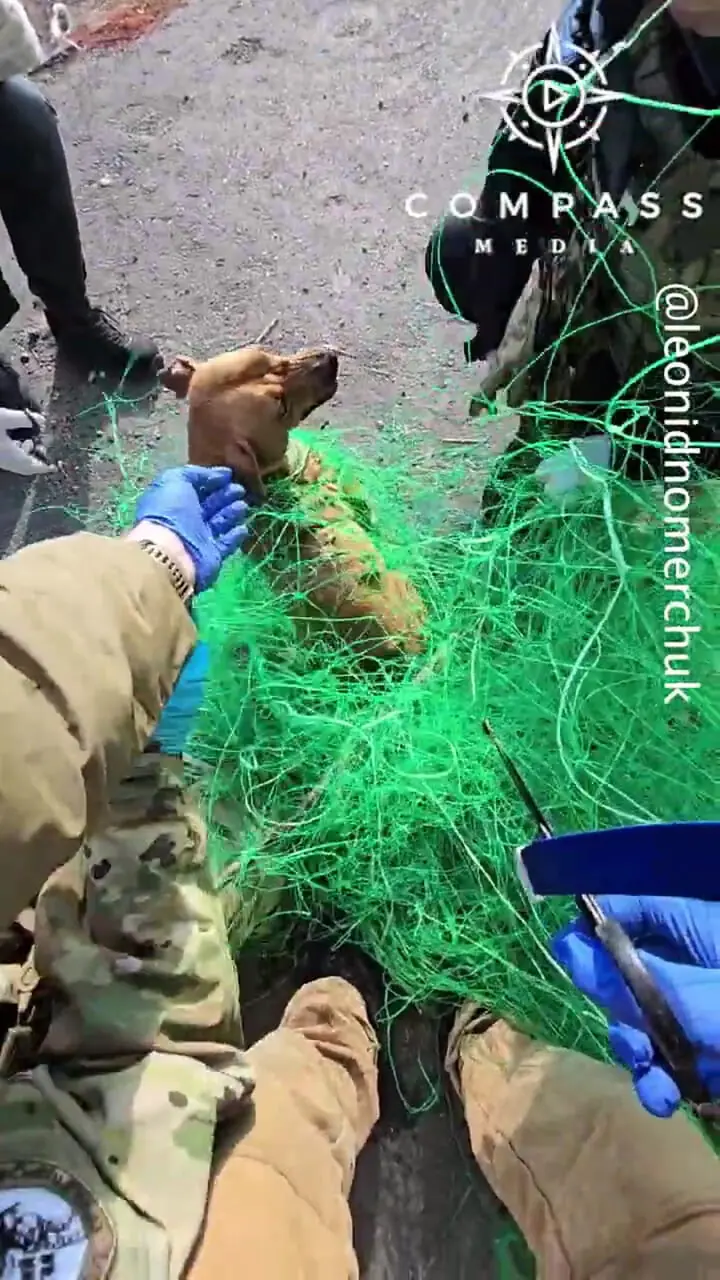 سگ گرفتار شده در تورهای ضد پهپاد را نجات دهید 1 سگ گرفتار شده در تورهای ضد پهپاد را نجات دهید