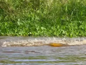 شیرجه کشنده جگوار به درون کایمن آبزی 8 شیرجه کشنده جگوار به درون کایمن آبزی