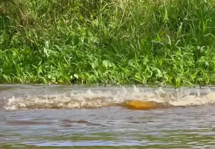 شیرجه کشنده جگوار به درون کایمن آبزی