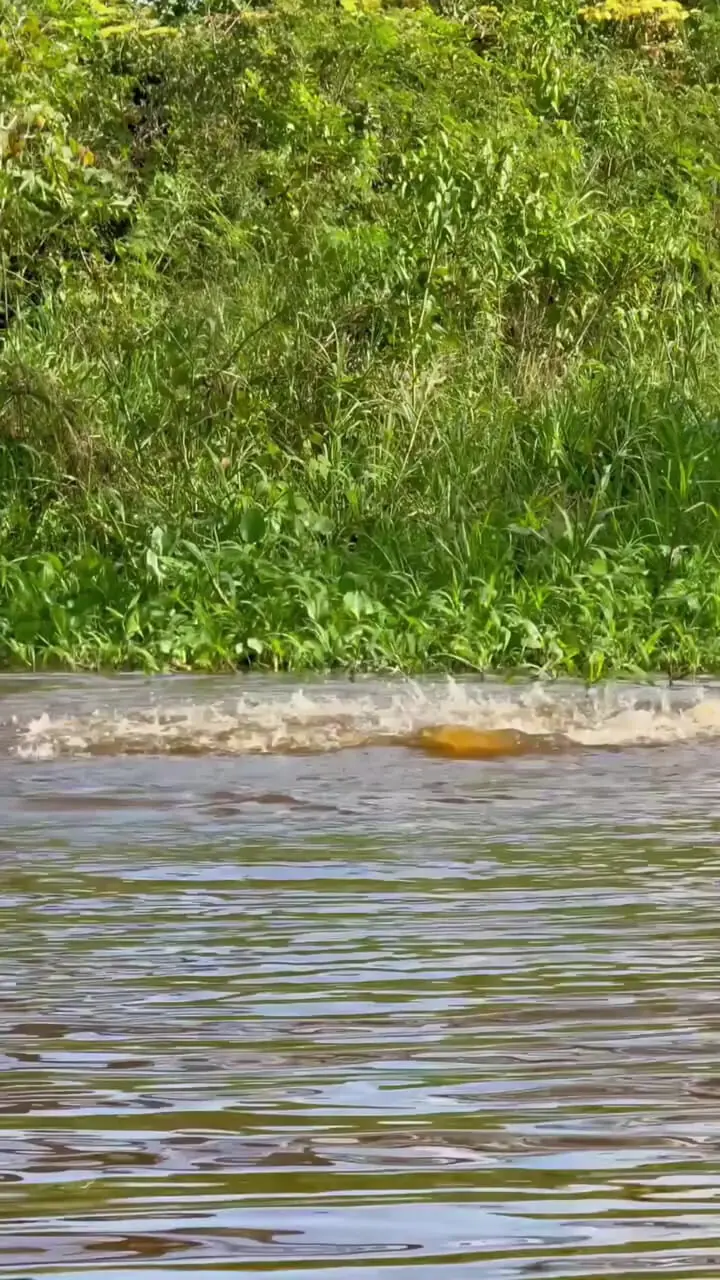 شیرجه کشنده جگوار به درون کایمن آبزی