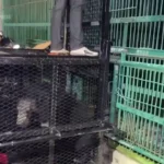 شیرها و خرس های گرسنه را از کازینو متروکه نجات دهید