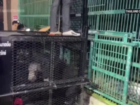 شیرها و خرس های گرسنه را از کازینو متروکه نجات دهید