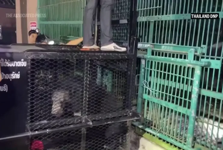 شیرها و خرس های گرسنه را از کازینو متروکه نجات دهید