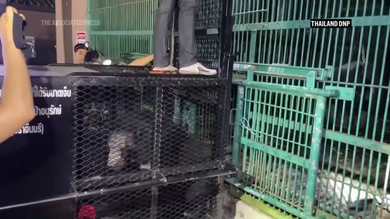 شیرها و خرس های گرسنه را از کازینو متروکه نجات دهید