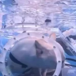 طوطی و سگ زیر آب؛ نوآوری چینی در دنیای حیوانات خانگی