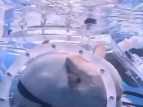 طوطی و سگ زیر آب؛ نوآوری چینی در دنیای حیوانات خانگی 8 طوطی و سگ زیر آب؛ نوآوری چینی در دنیای حیوانات خانگی