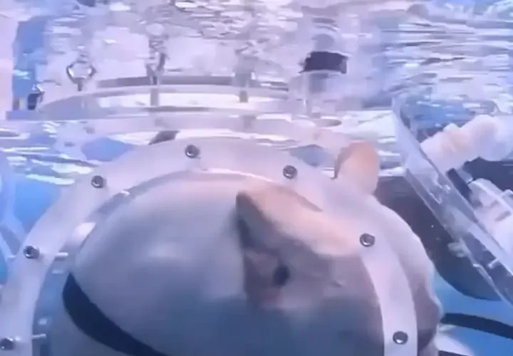 طوطی و سگ زیر آب؛ نوآوری چینی در دنیای حیوانات خانگی 18 طوطی و سگ زیر آب؛ نوآوری چینی در دنیای حیوانات خانگی