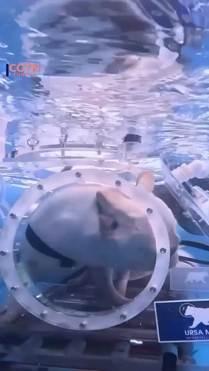 طوطی و سگ زیر آب؛ نوآوری چینی در دنیای حیوانات خانگی