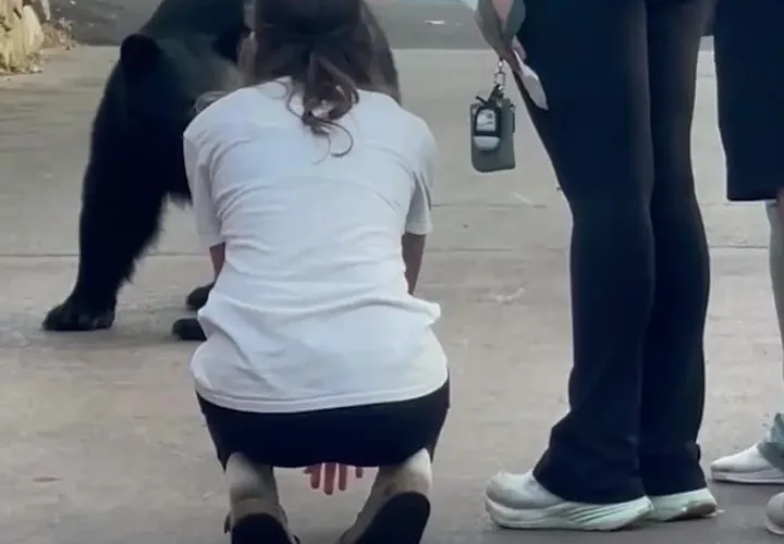 غذا دادن و نوازش خرس در خیابان کار خطرناک زن است!