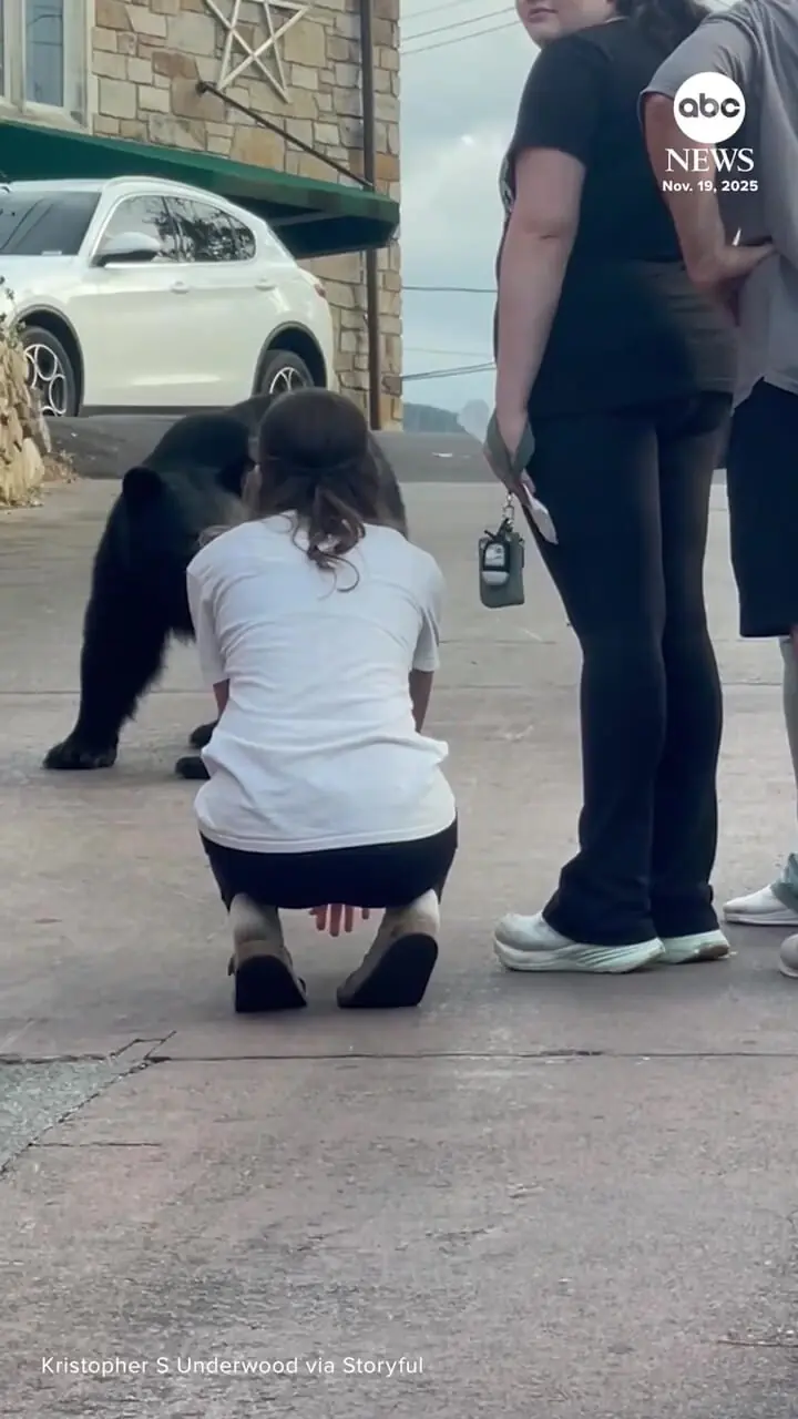 غذا دادن و نوازش خرس در خیابان کار خطرناک زن است!