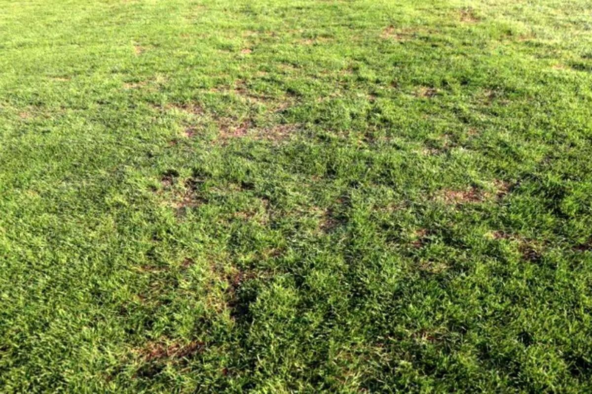 فاجعه ای به نام چمن شهر قدس