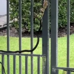 فرار معجزه آسای قورباغه درختی از چنگال مار