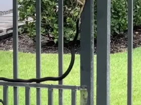 فرار معجزه آسای قورباغه درختی از چنگال مار 11 فرار معجزه آسای قورباغه درختی از چنگال مار