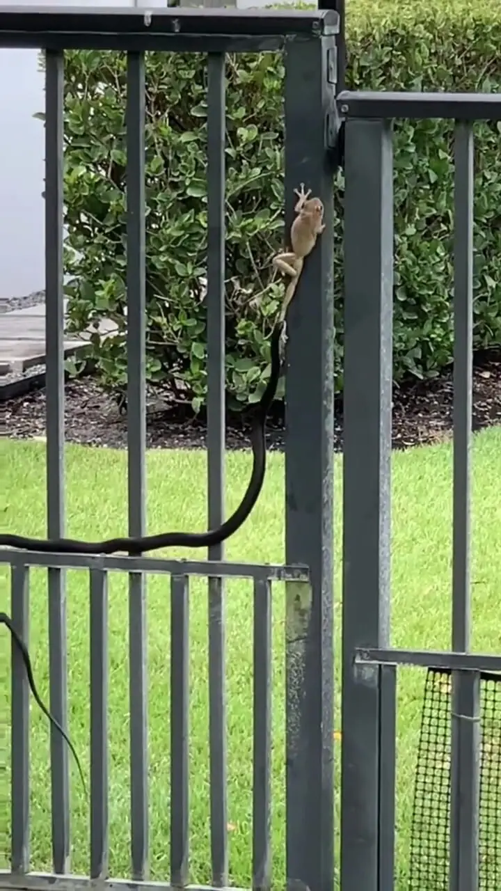 فرار معجزه آسای قورباغه درختی از چنگال مار 1 فرار معجزه آسای قورباغه درختی از چنگال مار