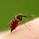 فروپاشی یک افسانه؛ پشه های نر هم خون می مکند!