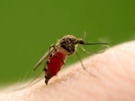 فروپاشی یک افسانه؛ پشه های نر هم خون می مکند!