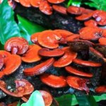 قارچ سنتی که با پوکی استخوان مبارزه می کند