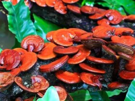 قارچ سنتی که با پوکی استخوان مبارزه می کند 10 قارچ سنتی که با پوکی استخوان مبارزه می کند