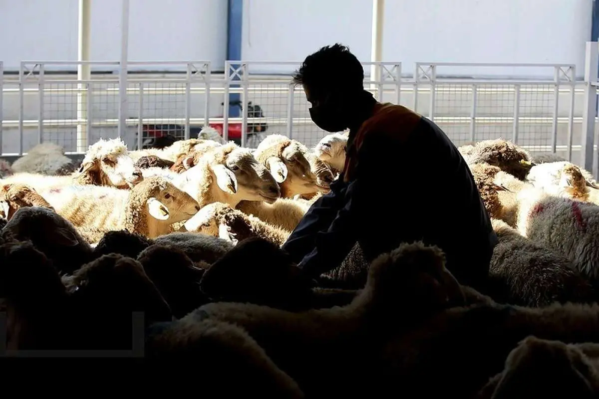 قیمت دام امروز 20 دی 1404