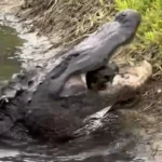 لاک پشت در حال انفجار بین آرواره های قدرتمند یک تمساح